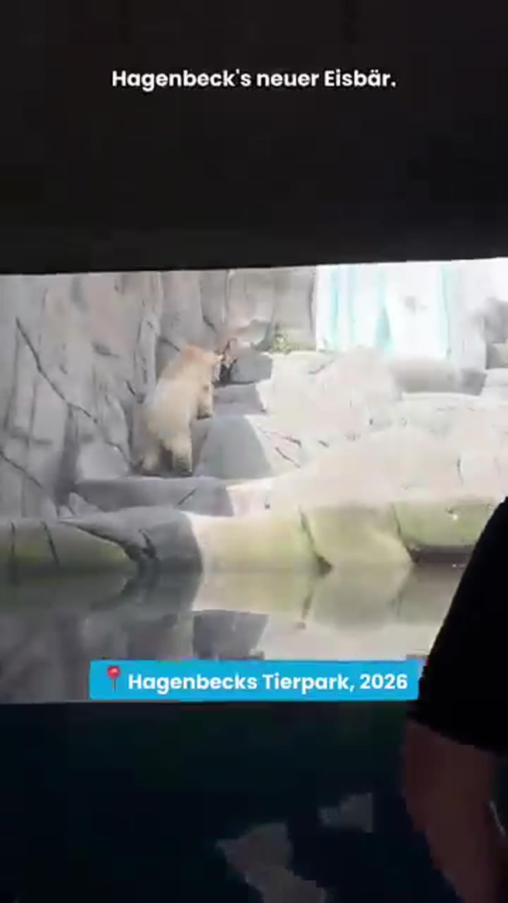 #animals